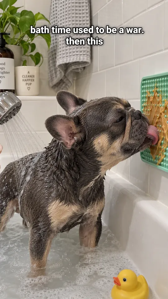 Anuncio UGC de TikTok de un bulldog francés en la bañera lamiendo una alfombrilla de lamer pegada a los azulejos, con el texto la hora del baño antes era una guerra