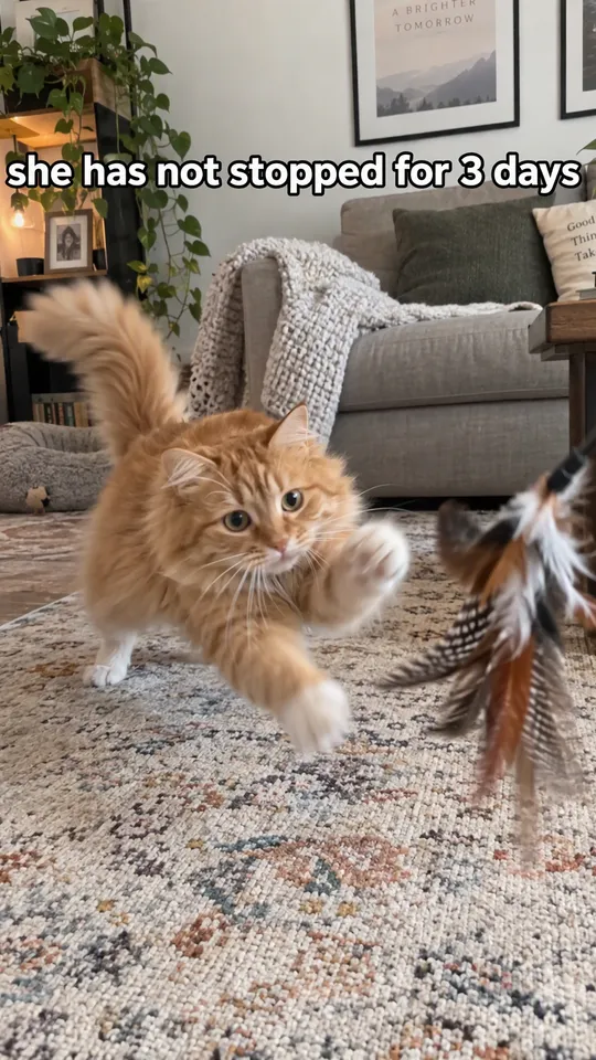 Anuncio UGC de TikTok de un gato atigrado naranja y peludo saltando sobre un juguete de plumas, con el texto lleva 3 días sin parar