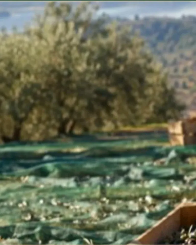 Green nets spread under olive trees during the harvest