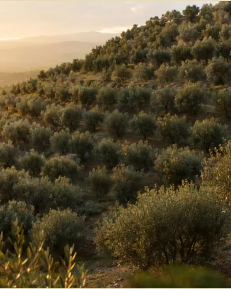 Rows of olive trees on a hillside in warm evening light