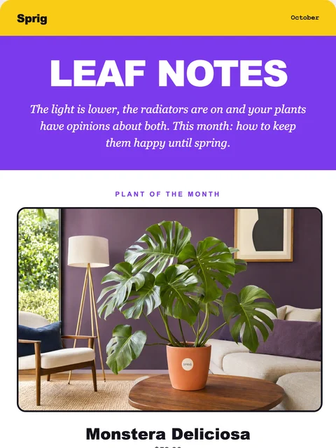 Parte superior del diseño Zine para el email de Sprig