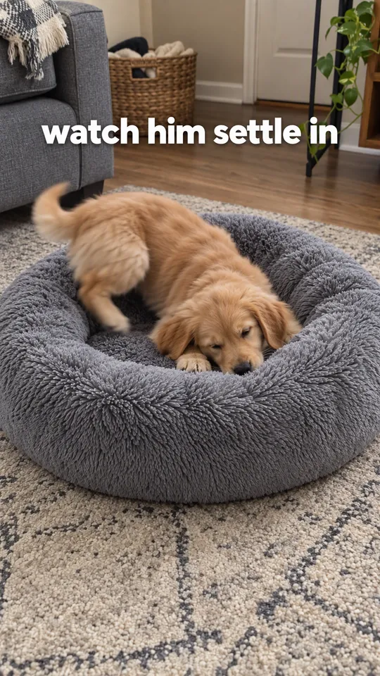 TikTok with the hook "watch him settle in": a puppy circling and flopping into the grey plush dog bed
